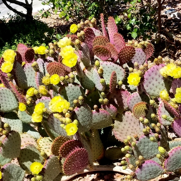 Cactus - Picture 3 of 7